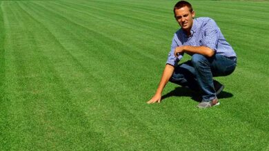Best Product For Zoysia Grass